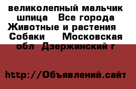 великолепный мальчик шпица - Все города Животные и растения » Собаки   . Московская обл.,Дзержинский г.